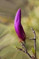 /album/fotogaleria-fotografia-macro/i8-640x480-jpg/